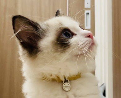 s--子猫-2