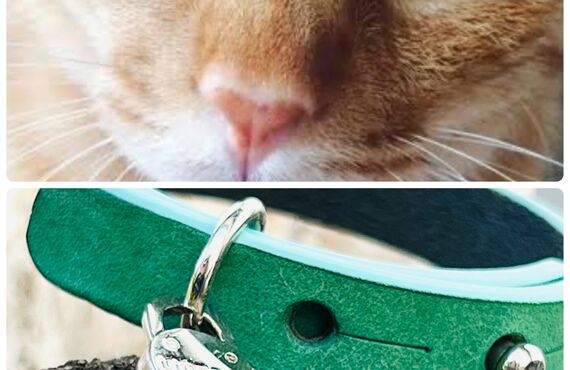 【オーダーメイド】おしゃれな猫の首輪の新作カラー公開しております-meowねこのくびわの店